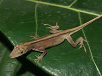 Anolis fuscoauratus