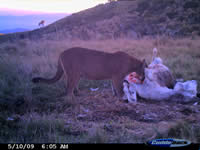 Camera trap image of a puma