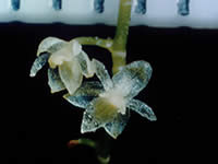 Platystele orchid