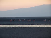 Flamingos at Lake Natron