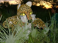 The Pride jaguar in the Paraguayan forest
