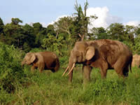 Herd of Bornean Elephants