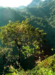 Andes-Amazon rainforest