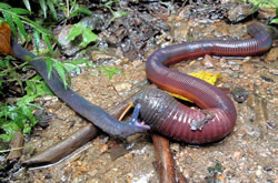 Caecilian attempting to eat giant earthworm