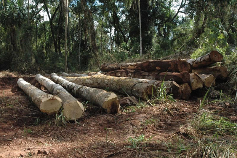 atlantic-rainforest-misiones-logging-vl.