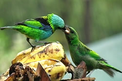 Green-headed Tanager