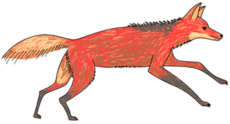 maned wolf