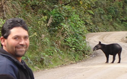 Mountain Tapir in Ecuador