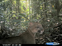 Camera trap photo of puma