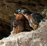 Orange-breasted Falcon Chicks