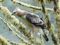 black and Chestnut Eagle
