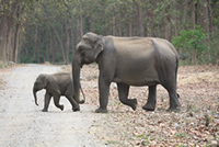 Asian Elephants in Corbett National Park