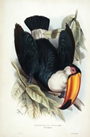 Toco toucan lithograph