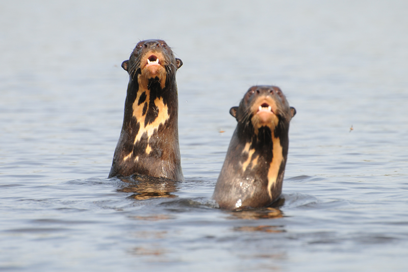 Giant Brazilian Otter Species In World Land Trust Reserves