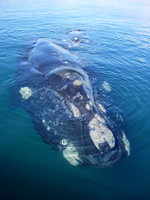 Southern Right Whale