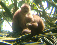White fronted capuchins