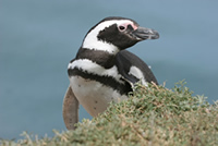 Magellanic Penguin