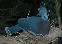 Victoria Crowned Pigeon
