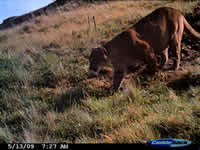 Puma in Ecuador