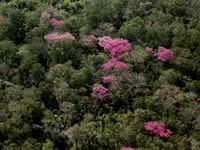 Flowering Lapacho Trees Flowering Lapacho Trees in the Dry Chaco