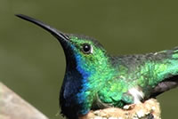 The Black-throated Mango Male sitting on his nest