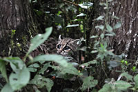Margay in the Sierra Gorda Biosphere Reserve