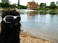 Mahvro WLT's first dog supporter