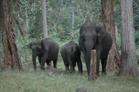 Indian Elephants