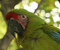 Great Green Macaw Great Green Macaw