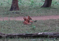 Indian Wild Dogs Indian Wild Dogs