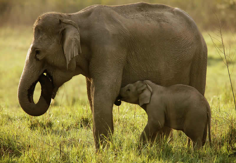 klipning dessert Modtager Best Mother's Day gift: an acre of pristine rainforest - World Land Trust