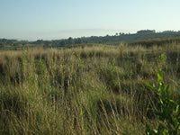 Kinangop Grasslands