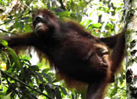 Orang-utan Mother and Baby Orang-utan Mother and Baby