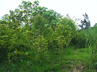 Tree Planting Site