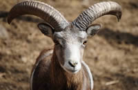 Armenian Mouflon Armenian Mouflon