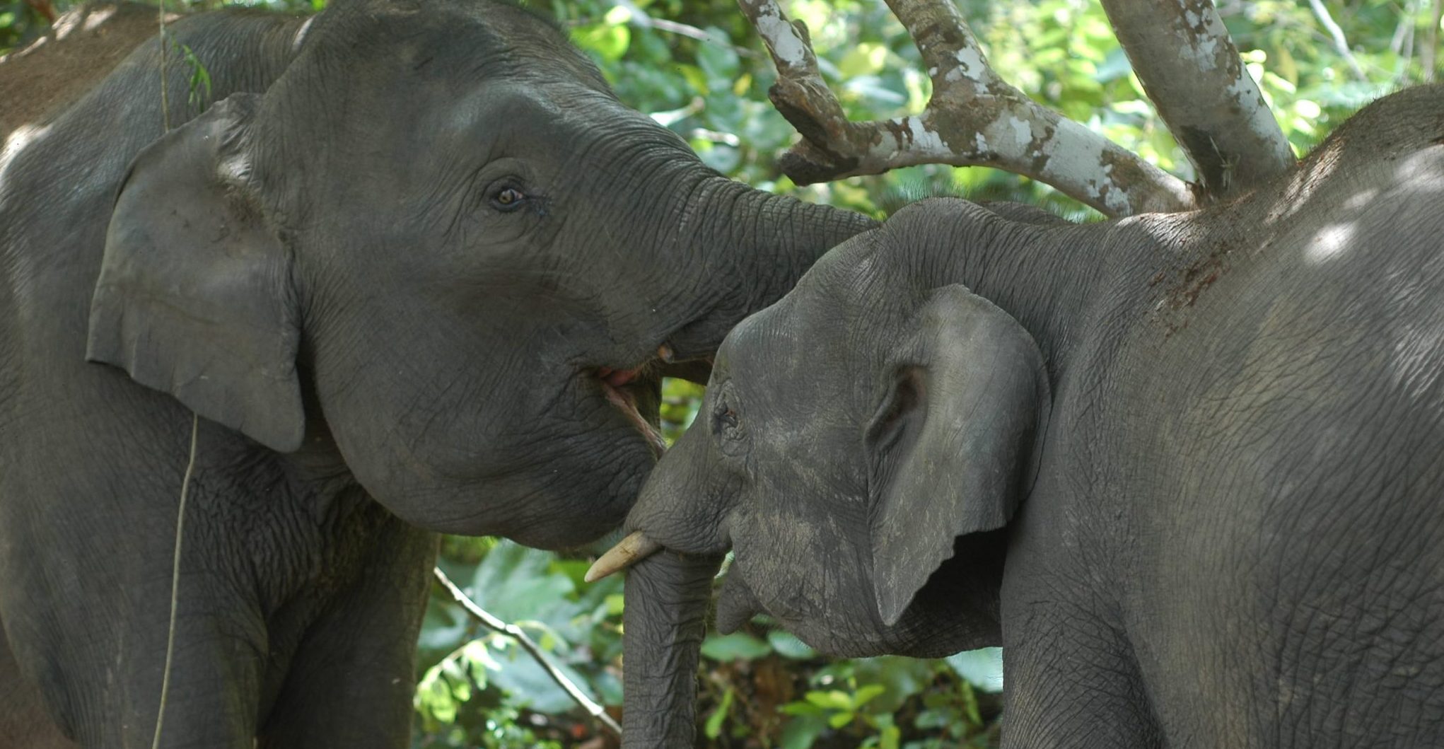 Elephant friends