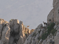 Bezoar Goats Bezoar Goats