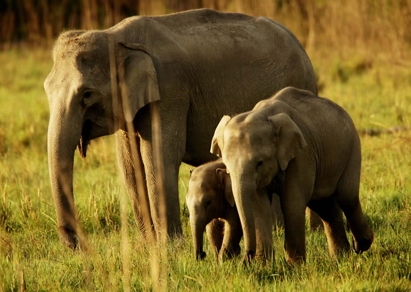 elephant-family-corbettnp-david-bebber-vl Elephant family group at Corbett National Park, India. Credit David Bebber.