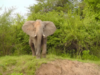 African Elephant male