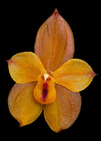 T.barbeliana T.barbeliana