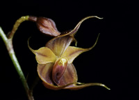 T.puroana