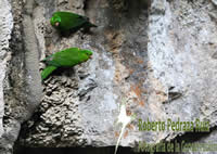 Green Parakeets