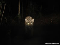 Jaguar Jaguar