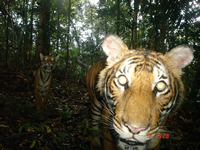 Malayan Tiger - 2010 Camera trap competition winner