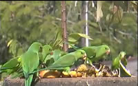 Plain Parakeets