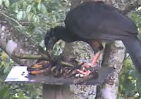 Red-billed Curassow