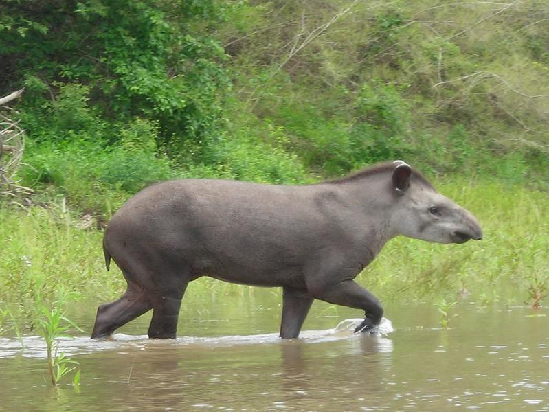 Lowland Tapir: Species in World Land Trust reserves