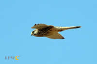 Kestrel in flight Kestrel in flight