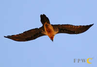 Lammergeier in flight
