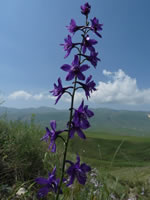 Delphinum quercetorum
